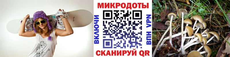 Псилоцибиновые грибы мицелий  Александров 